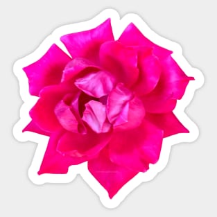 Pink Rose Flower Sticker